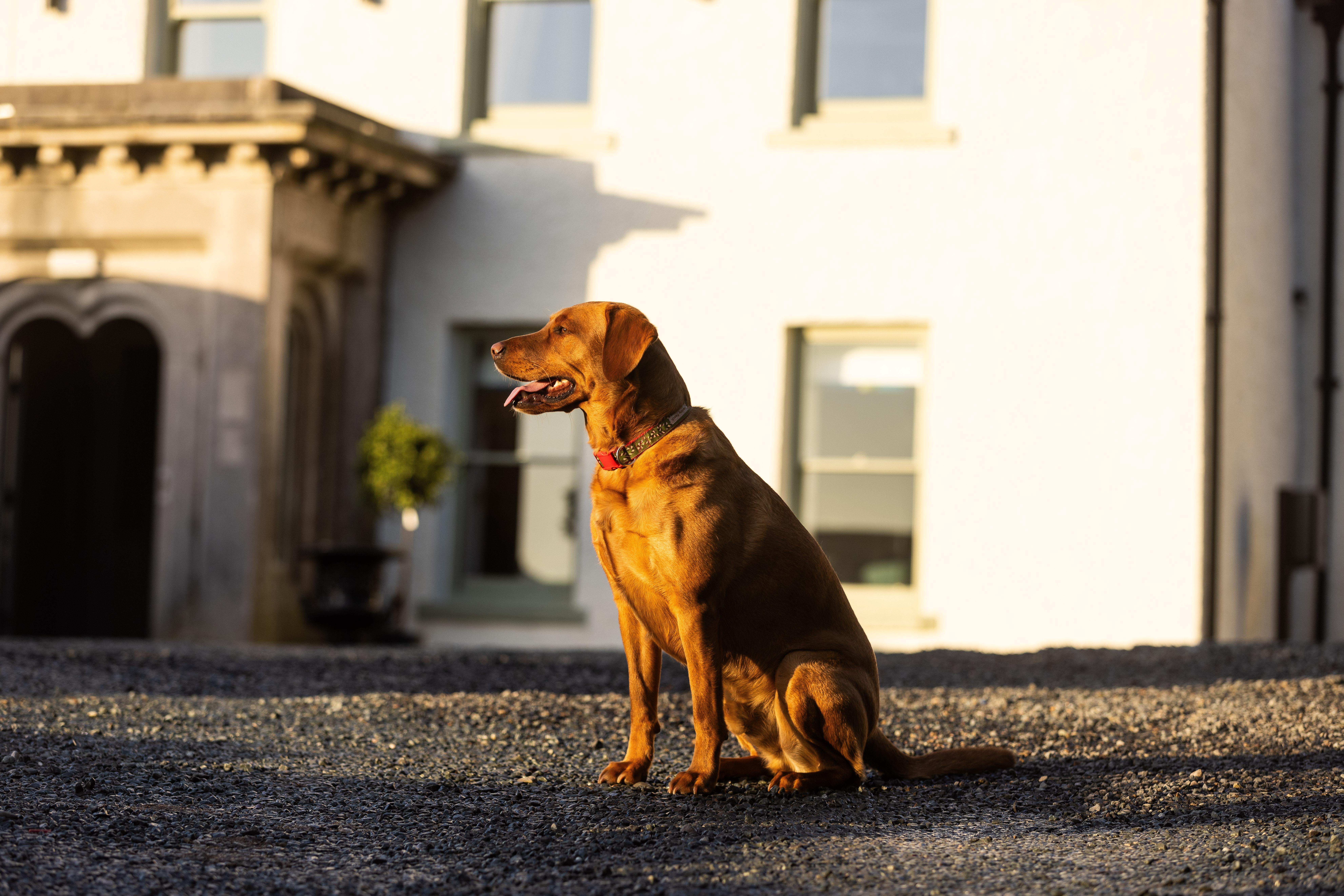 Aynsome Manor Bed and Breakfast Cartmel Exteriör bild